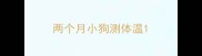 两个月小狗测体温