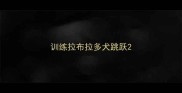 训练拉布拉多犬跳跃