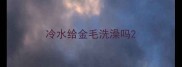 冷水给金毛洗澡吗
