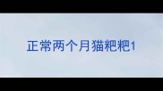 正常两个月猫粑粑