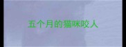 五个月的猫咪咬人