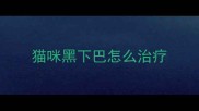 猫咪黑下巴怎么治疗