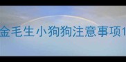 金毛生小狗狗注意事项