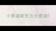 小泰迪能生出大泰迪