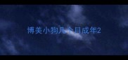博美小狗几个月成年