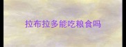 拉布拉多能吃粮食吗