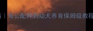 红泰迪繁殖全攻略母公配种到幼犬养育保姆级教程新手养狗必看