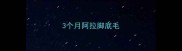 3个月阿拉脚底毛