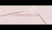 小狗咳嗽感冒怎么办