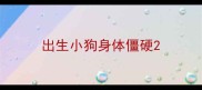 出生小狗身体僵硬