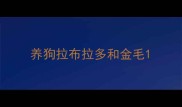 养狗拉布拉多和金毛