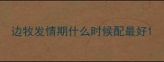 边牧发情期什么时候配最好