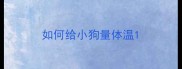 如何给小狗量体温