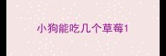 小狗能吃几个草莓