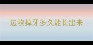 边牧掉牙多久能长出来