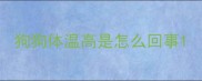 狗狗体温高是怎么回事