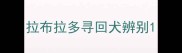 拉布拉多寻回犬辨别