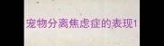 宠物分离焦虑症的表现