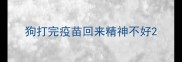 狗打完疫苗回来精神不好