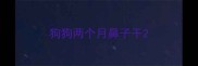 狗狗两个月鼻子干