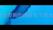 哈士奇狗的照片七个月大