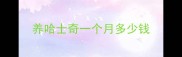 养哈士奇一个月多少钱