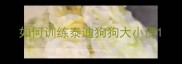 如何训练泰迪狗狗大小便