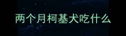 两个月柯基犬吃什么