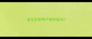 金毛生即将产前的征兆