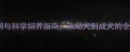 金毛犬成年时间与科学饲养指南从幼犬到成犬的全周期养护秘籍