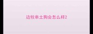 边牧串土狗会怎么样
