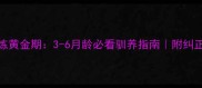 拉布拉多幼犬训练黄金期3-6月龄必看驯养指南附纠正拆家乱叫全攻略