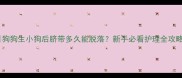狗狗生小狗后脐带多久能脱落新手必看护理全攻略