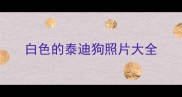 白色的泰迪狗照片大全