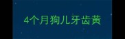 4个月狗儿牙齿黄
