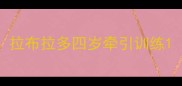 拉布拉多四岁牵引训练