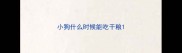 小狗什么时候能吃干粮