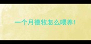 一个月德牧怎么喂养