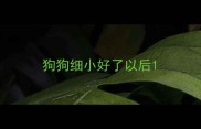 狗狗细小好了以后