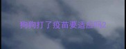 狗狗打了疫苗要适应吗
