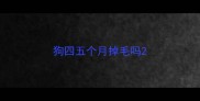 狗四五个月掉毛吗