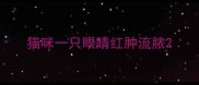 猫咪一只眼睛红肿流脓