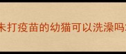 未打疫苗的幼猫可以洗澡吗