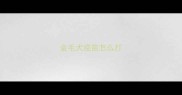 金毛犬疫苗怎么打