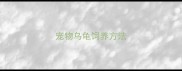 宠物乌龟饲养方法