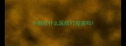 小狗在什么医院打疫苗吗
