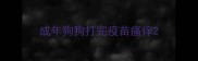 成年狗狗打完疫苗瘙痒