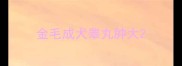 金毛成犬睾丸肿大