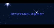 边牧幼犬狗粮与体重关系