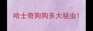 哈士奇狗狗多大驱虫